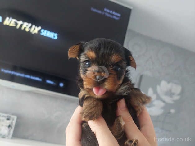 Yorkshire terrier puppies for sale in Newcastle upon Tyne, Tyne and Wear - Image 3