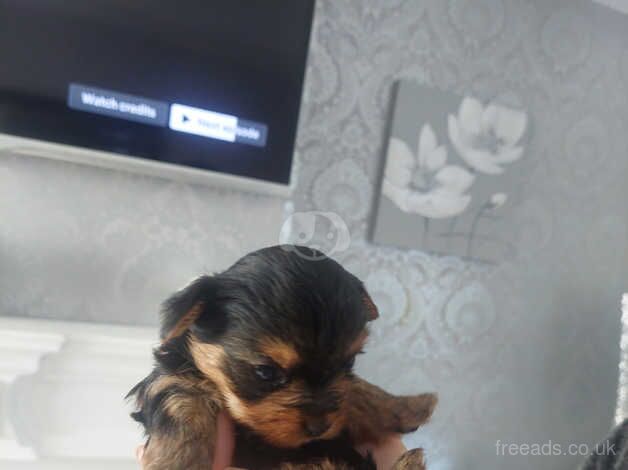 Yorkshire terrier puppies for sale in Newcastle upon Tyne, Tyne and Wear - Image 4