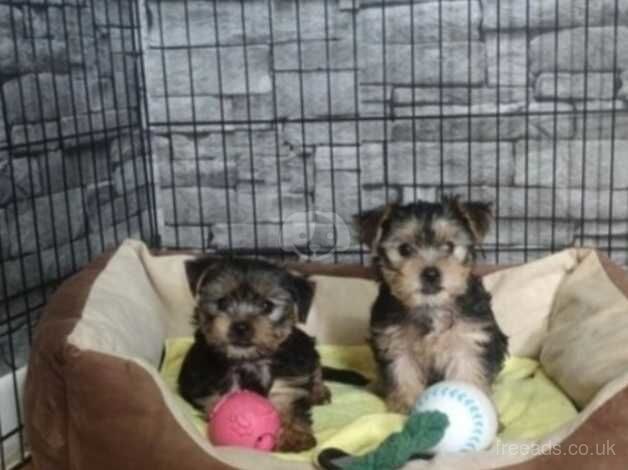 Yorkshire terrier Puppies for sale in Rotherham, South Yorkshire - Image 1