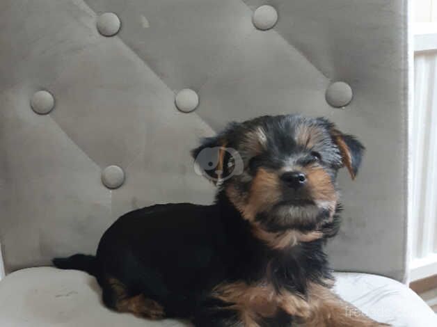 Yorkshire terrier Puppies for sale in Rotherham, South Yorkshire - Image 2