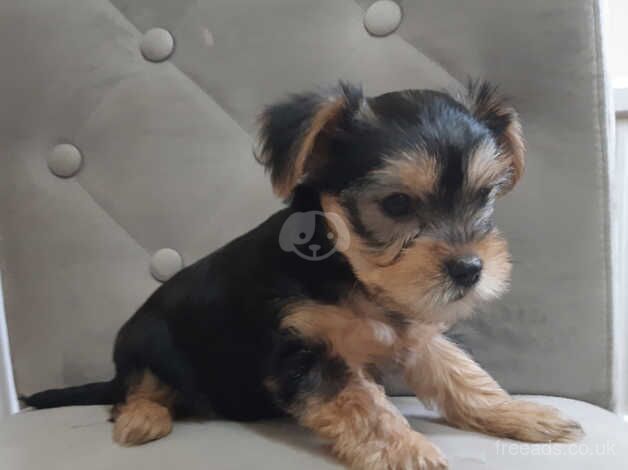 Yorkshire terrier Puppies for sale in Rotherham, South Yorkshire - Image 3