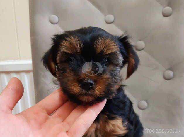 Yorkshire terrier Puppies for sale in Rotherham, South Yorkshire - Image 4