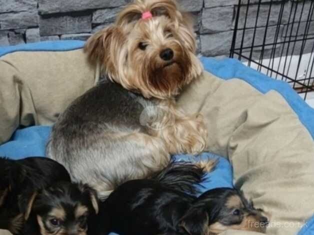 Yorkshire terrier Puppies for sale in Rotherham, South Yorkshire - Image 5