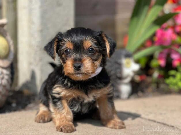 Yorkshire terrier puppies for sale in Rugby, Warwickshire