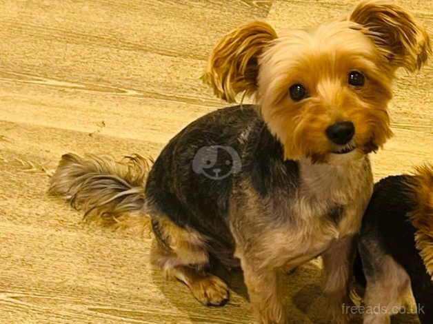 Yorkshire terrier puppies for sale in Skelmersdale, Lancashire