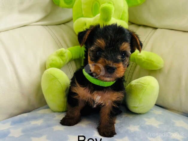 Yorkshire Terrier puppies for sale in Skelmersdale, Lancashire - Image 2