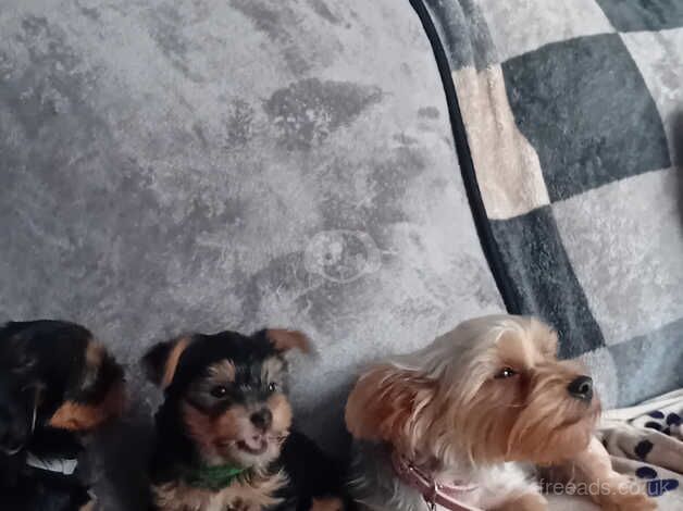 yorkshire terrier puppies for sale in Southampton, Hampshire