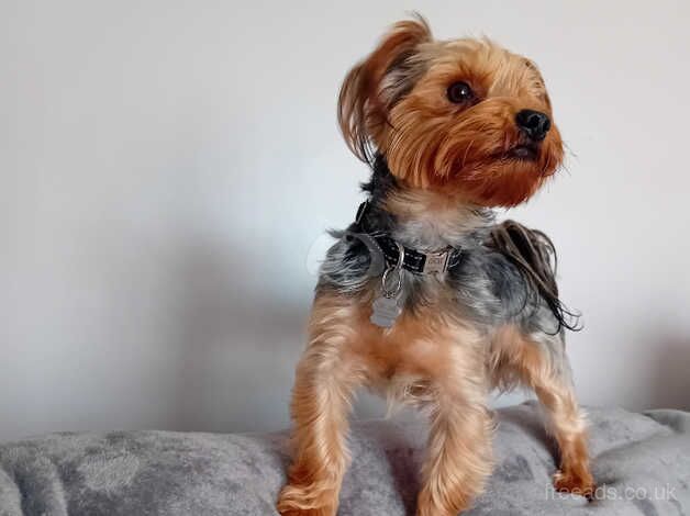 yorkshire terrier puppies for sale in Southampton, Hampshire - Image 2