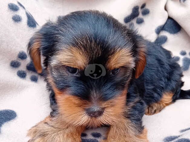 yorkshire terrier puppies for sale in Southampton, Hampshire - Image 3