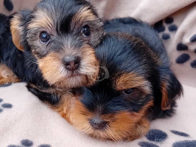 yorkshire terrier puppies for sale in Southampton, Hampshire - Image 4