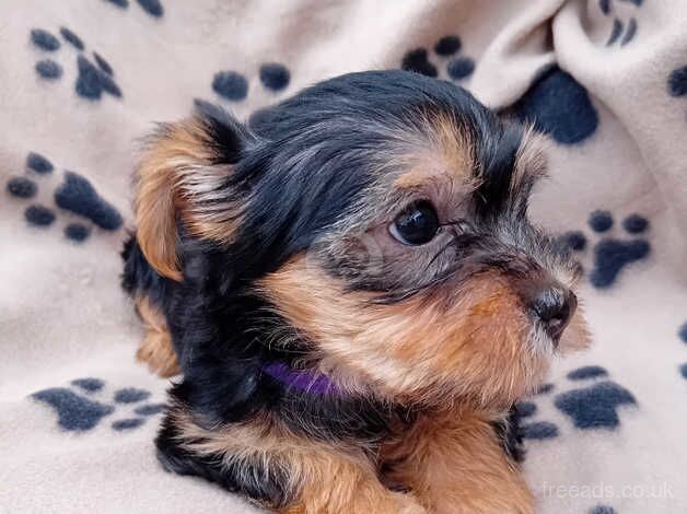 yorkshire terrier puppies for sale in Southampton, Hampshire - Image 5