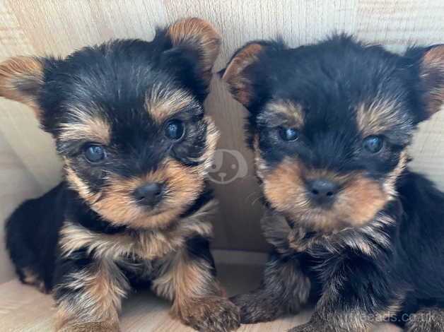 Yorkshire Terrier puppies for sale in Tewkesbury, Gloucestershire - Image 1