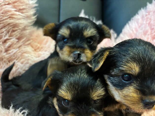 Yorkshire Terrier puppies for sale in Tewkesbury, Gloucestershire - Image 2