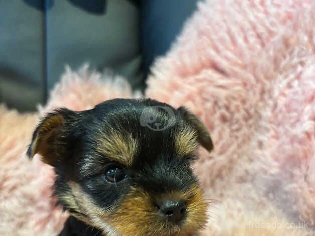 Yorkshire Terrier puppies for sale in Tewkesbury, Gloucestershire - Image 3