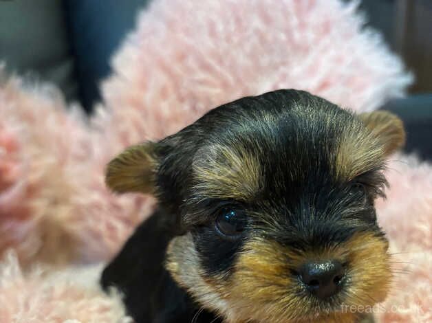 Yorkshire Terrier puppies for sale in Tewkesbury, Gloucestershire - Image 4