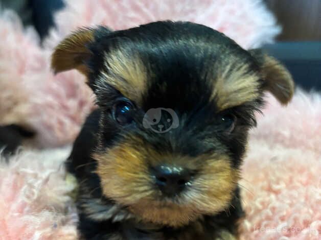 Yorkshire Terrier puppies for sale in Tewkesbury, Gloucestershire - Image 5