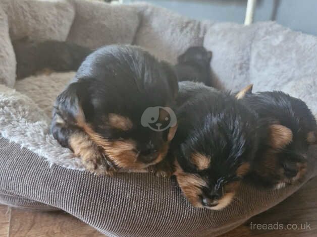 Yorkshire terrier puppies for sale in Walsall, West Midlands