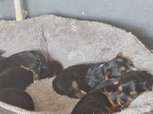 Yorkshire terrier puppies for sale in Walsall, West Midlands - Image 2