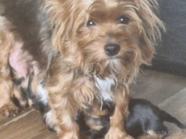 Yorkshire terrier puppies for sale in Walsall, West Midlands - Image 3