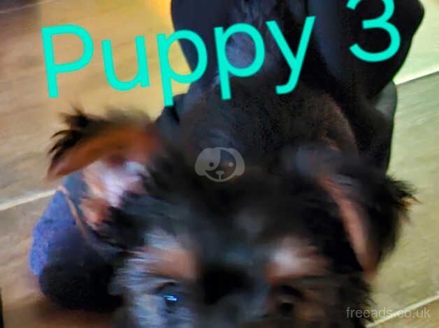 Yorkshire terrier puppies for sale in Walsall, West Midlands - Image 2