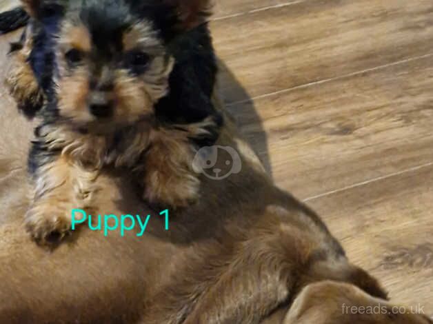 Yorkshire terrier puppies for sale in Walsall, West Midlands - Image 3