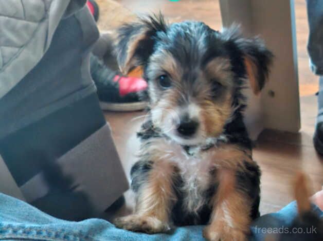 Yorkshire terrier puppies for sale in Walsall, West Midlands - Image 4