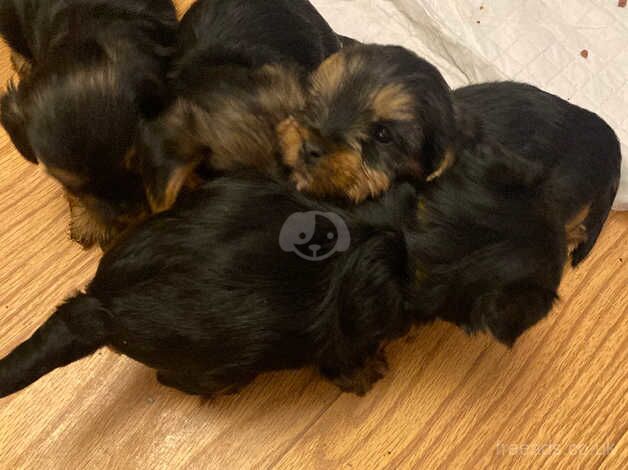 Yorkshire terrier puppies for sale in Washington, Tyne and Wear - Image 2