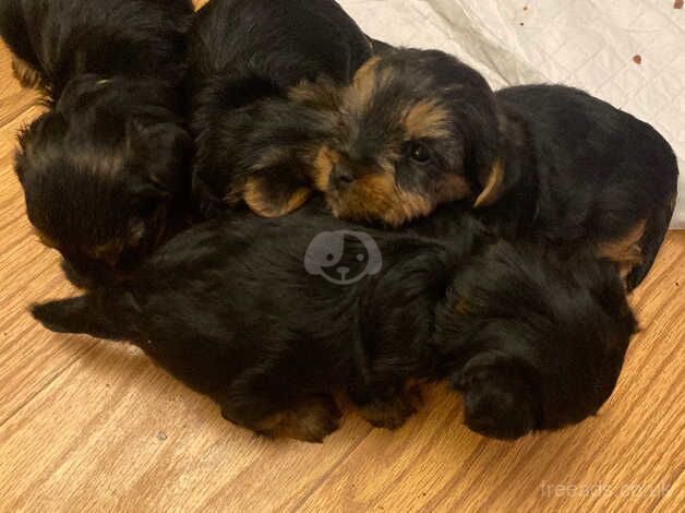 Yorkshire terrier puppies for sale in Washington, Tyne and Wear - Image 3