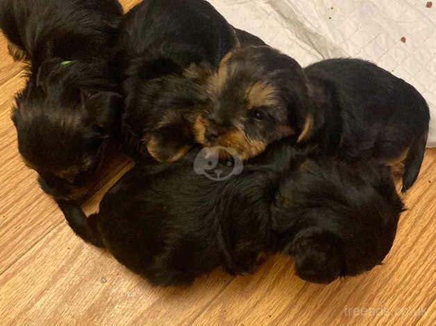 Yorkshire terrier puppies for sale in Washington, Tyne and Wear - Image 4