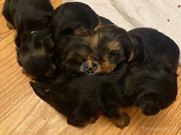 Yorkshire terrier puppies for sale in Washington, Tyne and Wear - Image 5