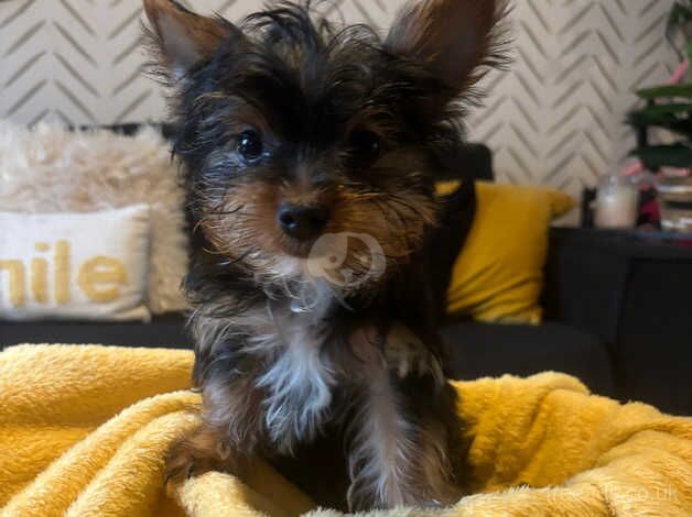 Yorkshire terrier puppies for sale in Weymouth, Dorset - Image 1