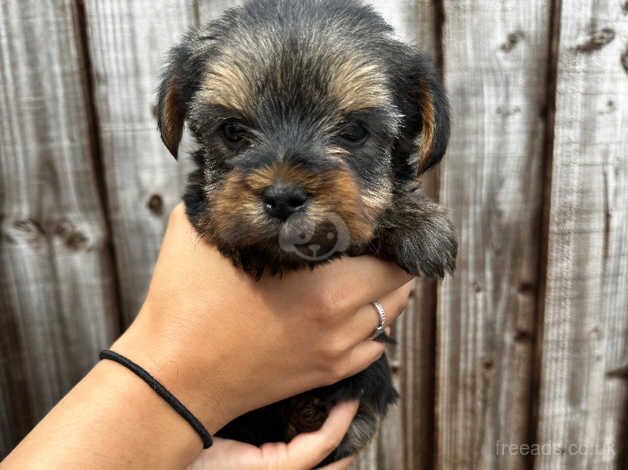 Yorkshire Terrier Puppies for sale in Wickford, Essex - Image 2