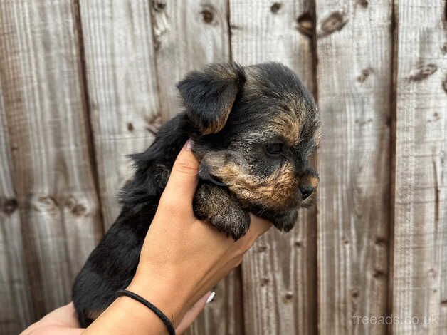 Yorkshire Terrier Puppies for sale in Wickford, Essex - Image 3