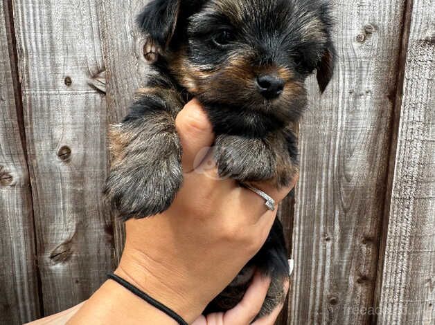 Yorkshire Terrier Puppies for sale in Wickford, Essex - Image 4