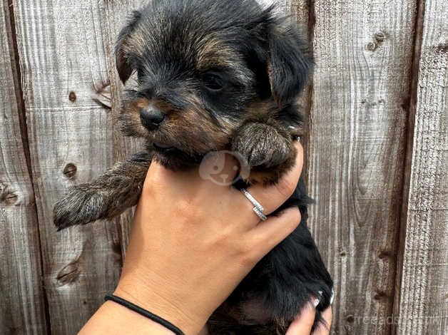 Yorkshire Terrier Puppies for sale in Wickford, Essex - Image 5