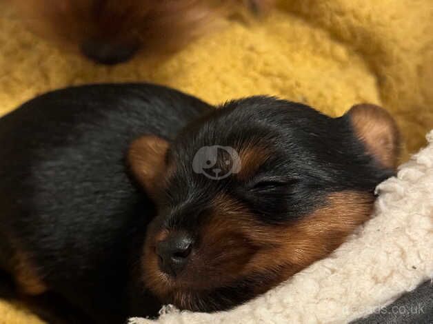 Yorkshire terrier puppies for sale in Yeovil, Somerset