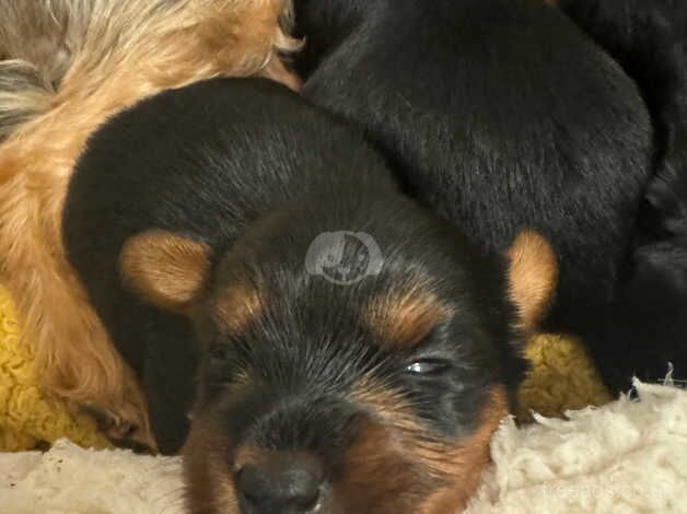 Yorkshire terrier puppies for sale in Yeovil, Somerset - Image 2