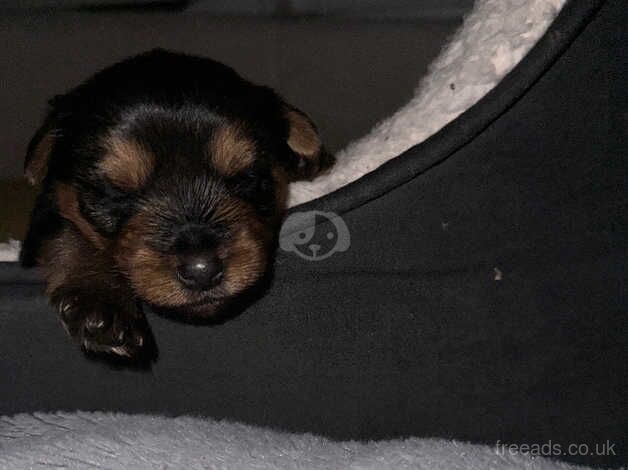 Yorkshire terrier puppies for sale in Yeovil, Somerset - Image 3