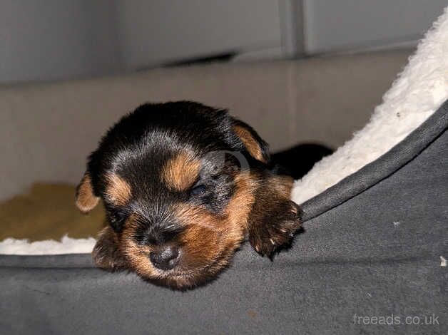 Yorkshire terrier puppies for sale in Yeovil, Somerset - Image 4