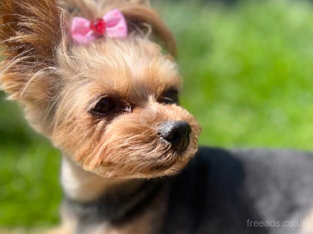 Yorkshire terrier puppies for sale in Yeovil, Somerset - Image 5