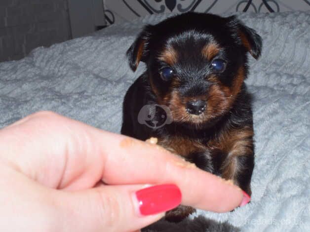 Yorkshire terrier puppies for sale in Yeovil, Somerset - Image 1