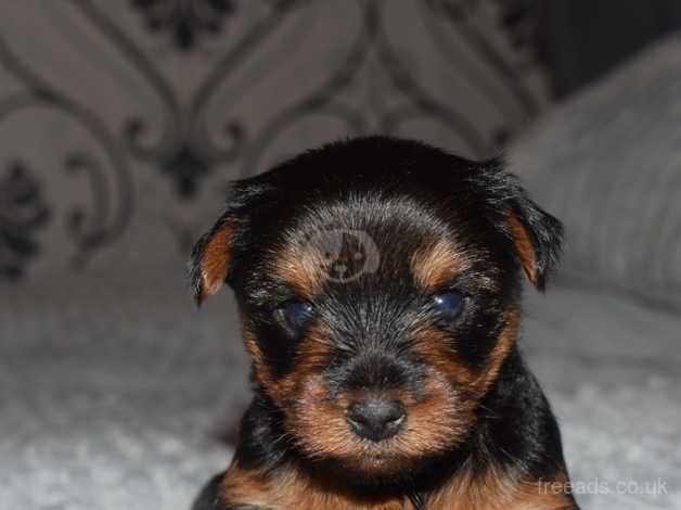 Yorkshire terrier puppies for sale in Yeovil, Somerset - Image 2