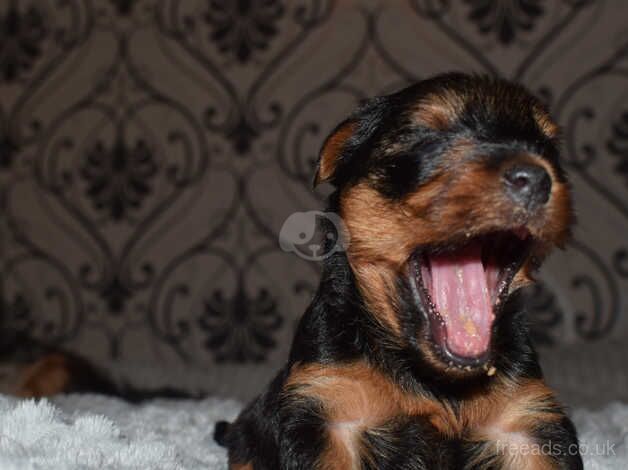 Yorkshire terrier puppies for sale in Yeovil, Somerset - Image 3