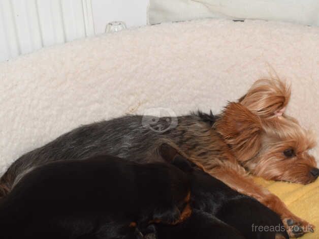 Yorkshire terrier puppies for sale in Yeovil, Somerset - Image 4