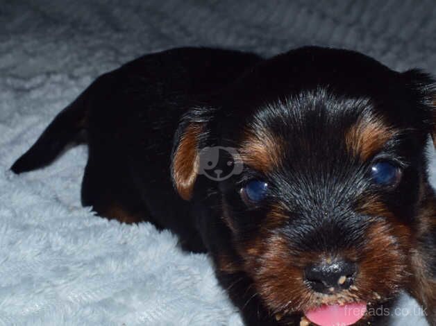 Yorkshire terrier puppies for sale in Yeovil, Somerset - Image 5