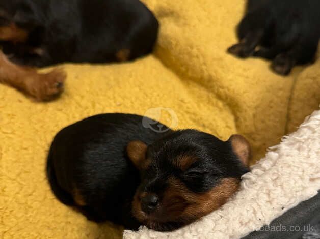 Yorkshire terrier puppies for sale in Yeovil, Somerset - Image 3