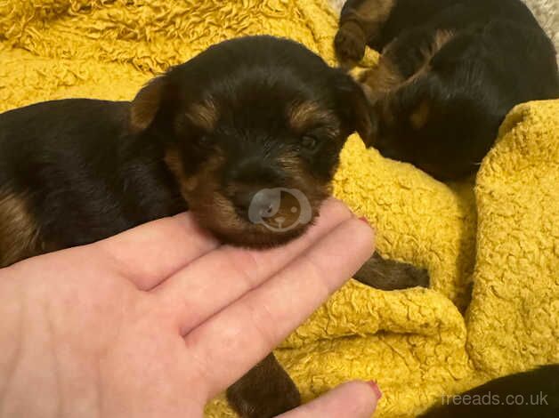 Yorkshire terrier puppies for sale in Yeovil, Somerset - Image 5