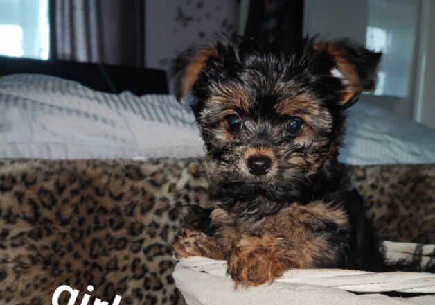 Yorkshire terrier puppies looking for new home for sale in Wakefield, West Yorkshire