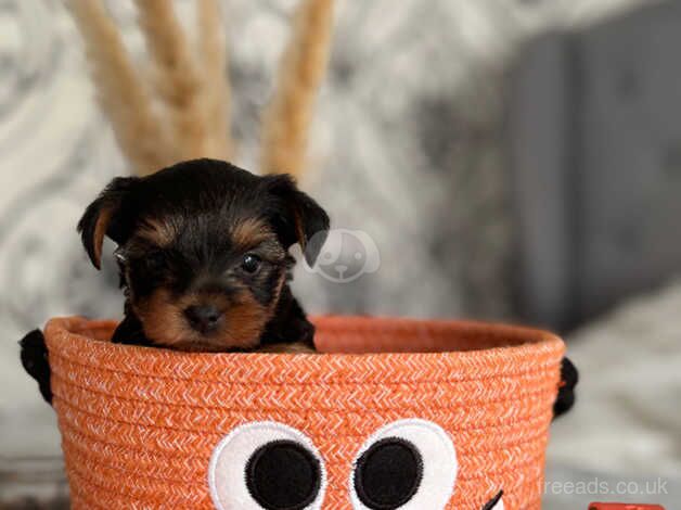 Yorkshire terrier puppies looking the best home for sale in Yeovil, Somerset - Image 4