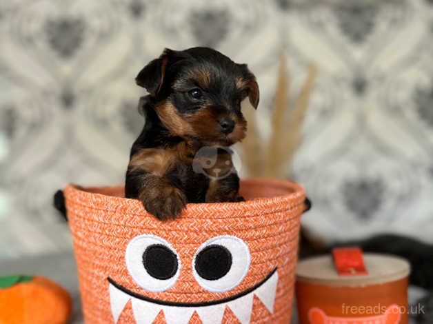 Yorkshire terrier puppies looking the best home for sale in Yeovil, Somerset - Image 5